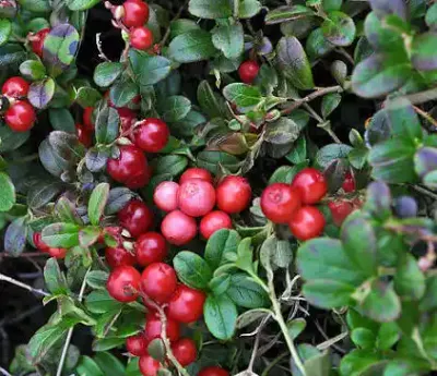 م Cranberry (التوت البري الفاخر)