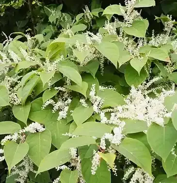 نبات النمر (للتعطر والهدوء)