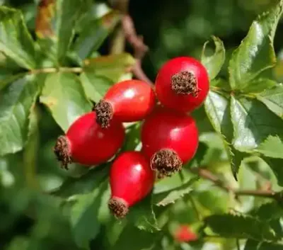 فاوانيا الوردية (فاوانيا تزيين الفضاء)