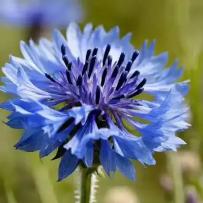 سواط زهر السلة (زهرة فاخرة للديكور المنزلي)