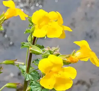 غو أسيد جم (نبات الرفاهية)