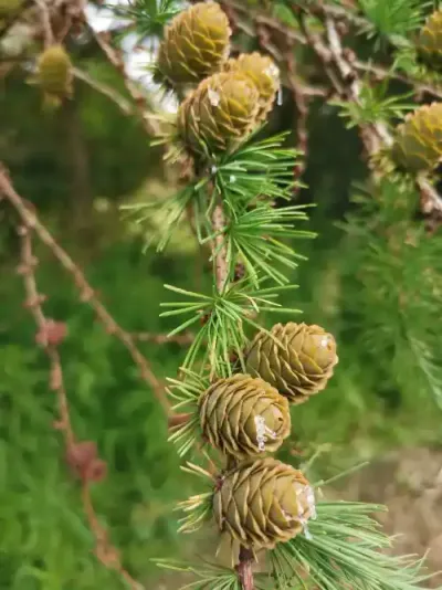 سرو أوراسيا (للمساحات الفاخرة)