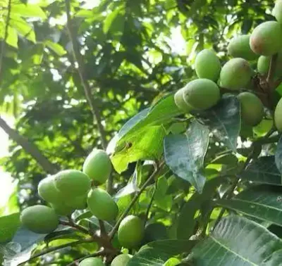 شجرة الزيتون (رمز الفخامة)