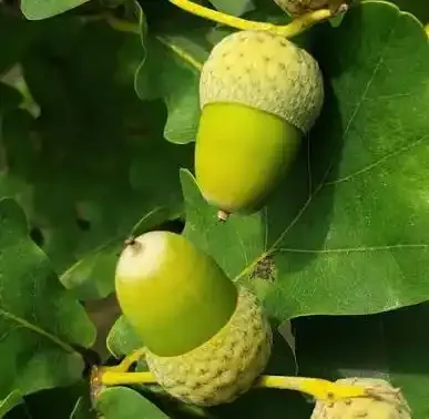 الصنوبر الصيفي (الفخامة الطاغية)