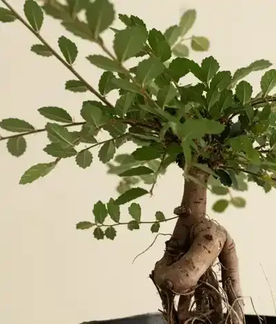 شجرة الزعرور (بذور الجمال)