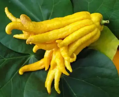 الكروميليا (فاكهة اليد الذهبية)