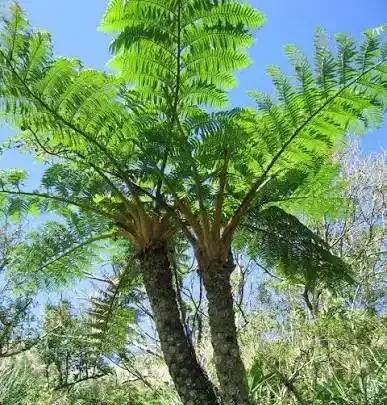 نبات قلم الجذع (للرفاهية والفخامة)