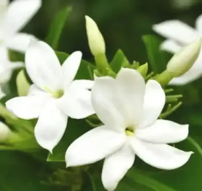 الياسمين الصغير (الفخامة الطبيعية)