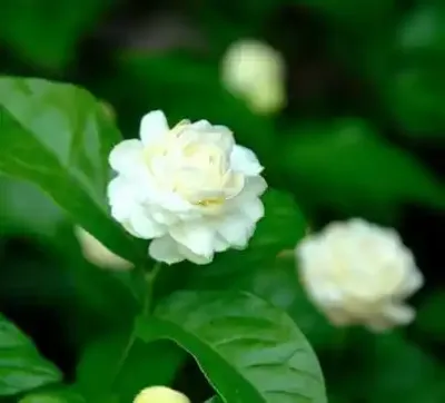 ياسمين (العطر الملكي)