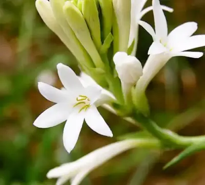 زهرة اللوتس (الراحة الفاخرة)