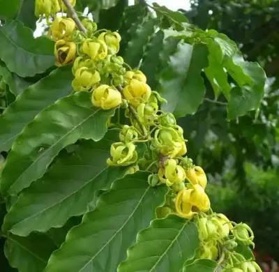 يبيك (عطر الفخامة)