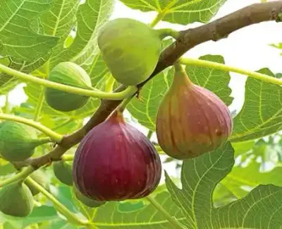 التين (فاكهة السعادة)