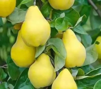 قوزة (الأخشاب العطرة الفاخرة)