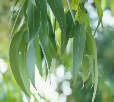 الكينا الأسترالية (إيucalyptus)