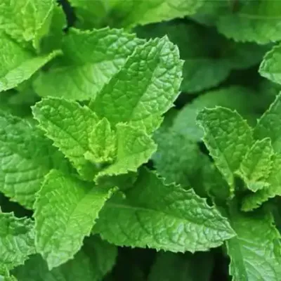 نعناع أخضر (نعناع فاخر)