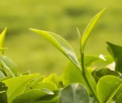 شجرة الشاي (الشجرة الفاخرة)