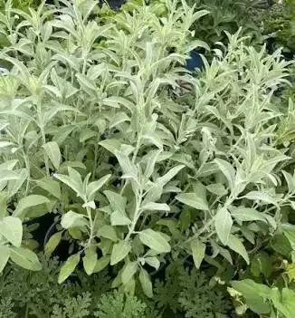 المريمية البيضاء (الرفاهية الطبيعية)