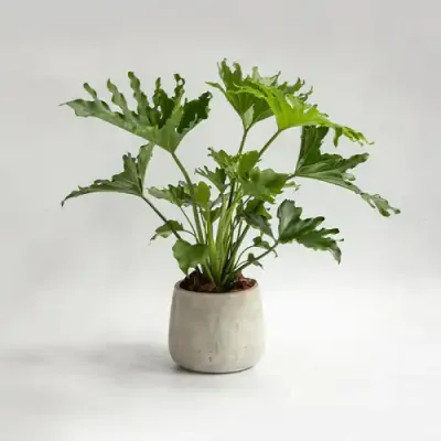 مانغرا (نبات الفخامة والراحة)