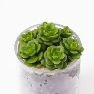 جنس كراسولا (التوازن الفاخرة)