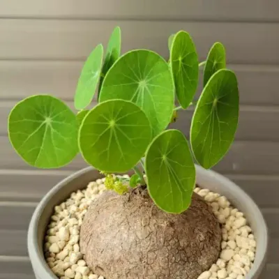 جبل تيرنيري (تجربة الفخامة والهدوء)