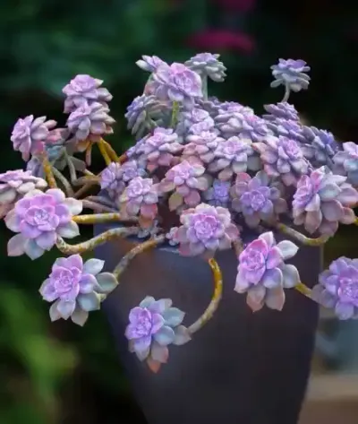 زهر البنفسج (البنفسج الرفيع)