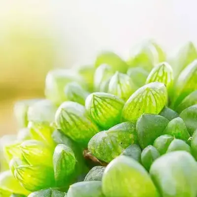 يوم الزهور (الرفاهية العطرة)