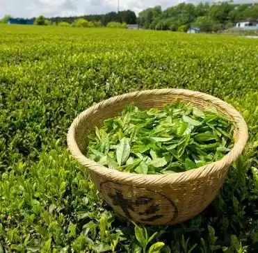 شاي أخضر (لأجواء مريحة ومغذية)