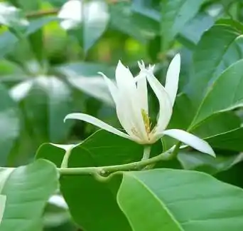 الياقوت الأبيض (زهرة الراحة الفاخرة)
