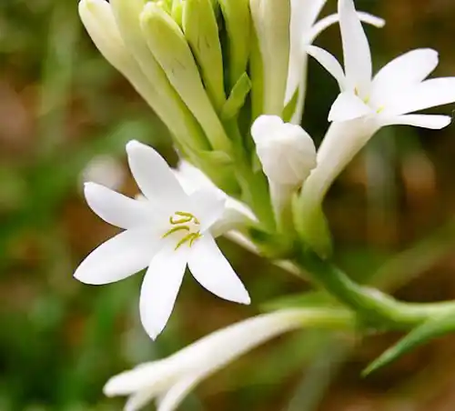 زهرة اللوتس (الراحة الفاخرة)