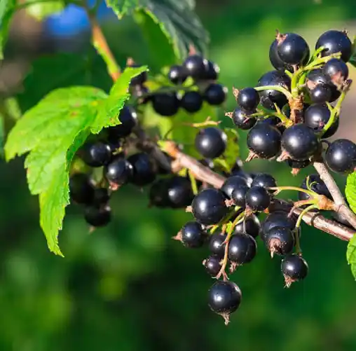 التوت الأسود (شعور بالرفاهية)