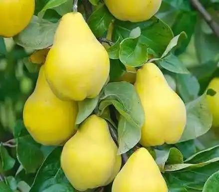 قوزة (الأخشاب العطرة الفاخرة)