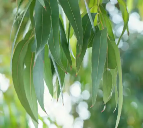الكينا الأسترالية (إيucalyptus)