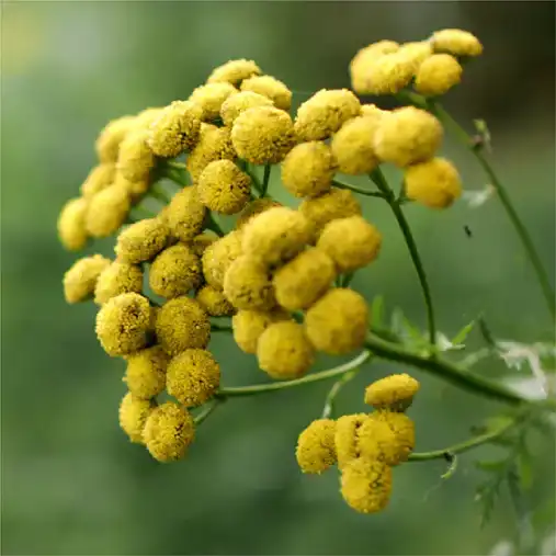 الأزرق الأيغي (زهرة الفخامة)