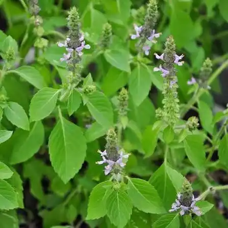 الخس المقدس (عطر الجنة)
