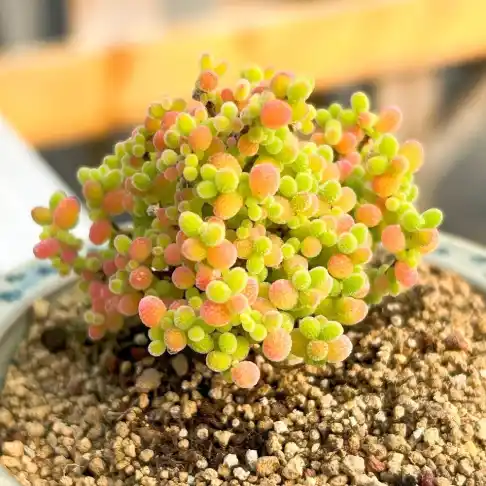 فصيلة البخوري (الحياة العطرية الفاخرة)