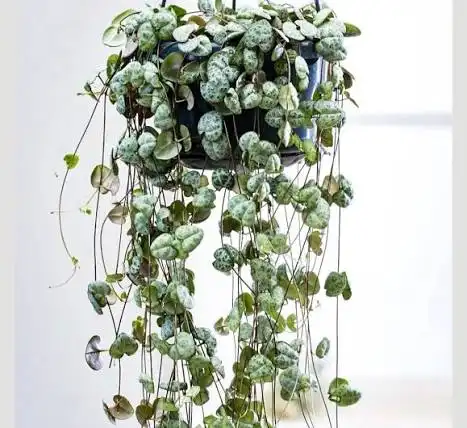 نبات حب القلب (عطر الفضاء)